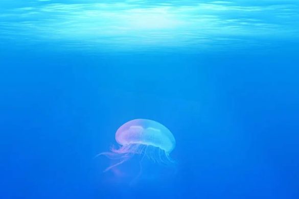 Come trattare una puntura di medusa: consigli e rimedi utili